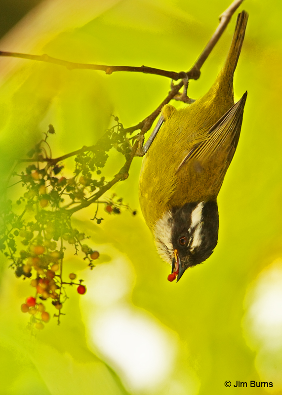 Sooty-capped Bush-Tanage