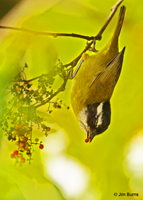Sooty-capped Bush-Tanager