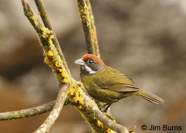 Sooty-faced Finch, Cinchona