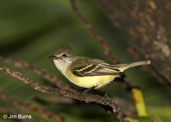 Southern Beardless Tyrannulet