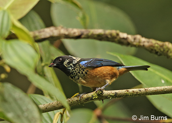 Spangle-cheeked Tanager #2, Tapanti NP