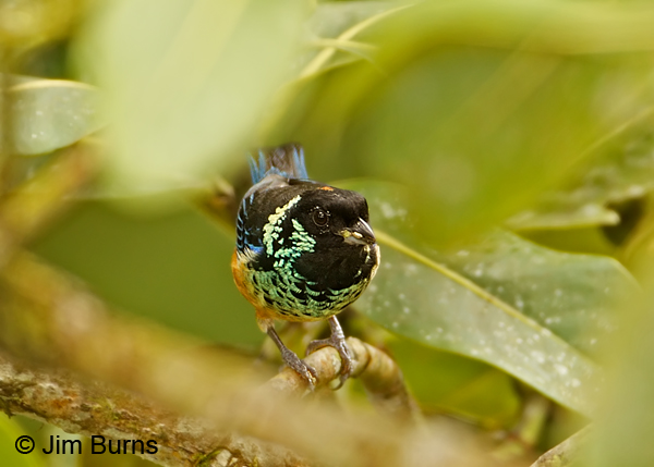 Spangle-cheeked Tanager, Tapanti NP