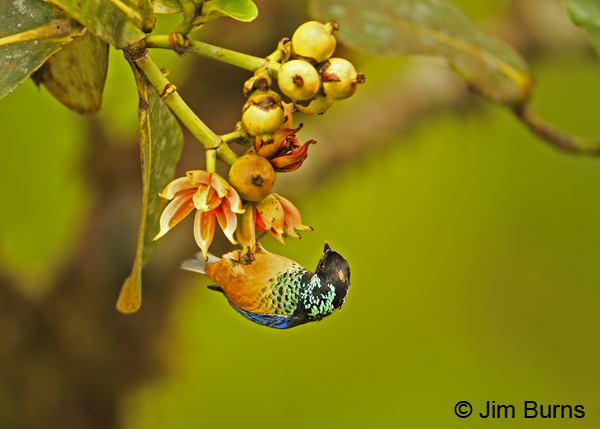 Spangle-cheeked Tanager #2, Tapanti NP