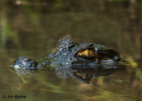 Spectacled Caiman