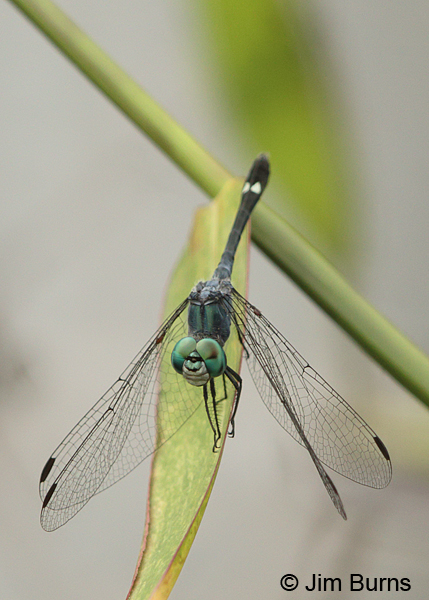 Spine-bellied Dryad male, Cano Negro, CR, August 2014