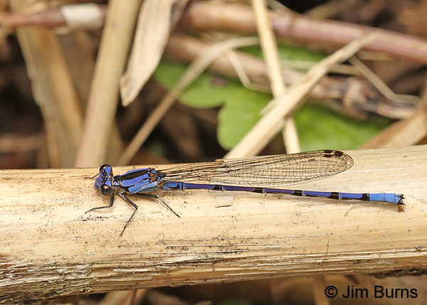 Spine-tipped Dancer male, Tapanti NP, CR, August 2014