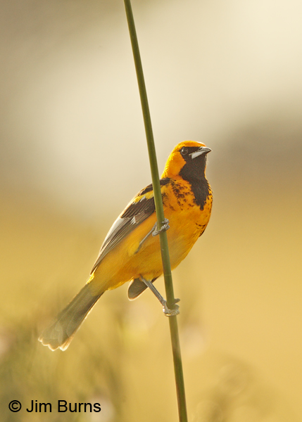 Spot-breasted Oriole