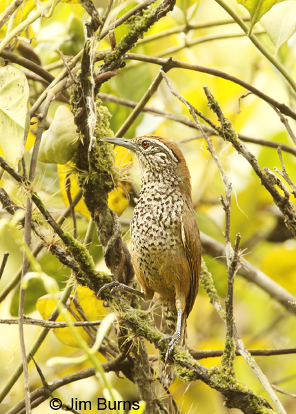 Spot-breasted Wren