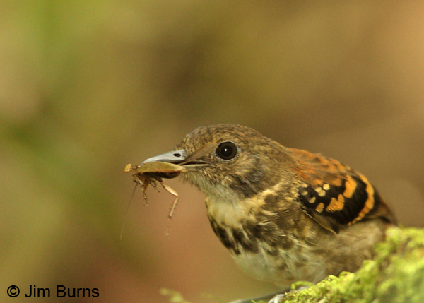 Spotted Antbird female with cockroach