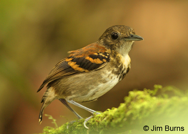 Spotted Antbird female