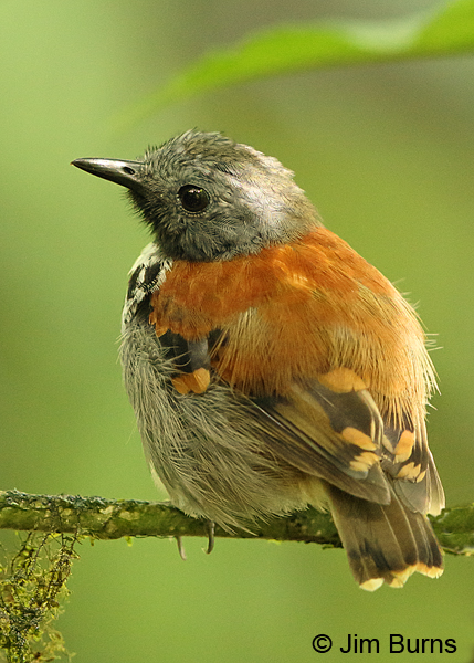 Spotted Antbird male dorsal view