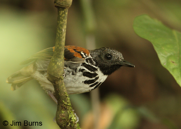 Spotted Antbird male