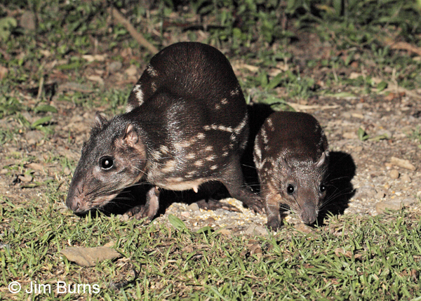 Spotted Paca mother and young