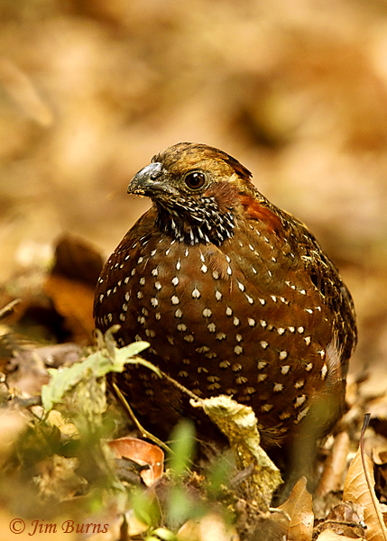 Spotted Wood-Quail female--6241