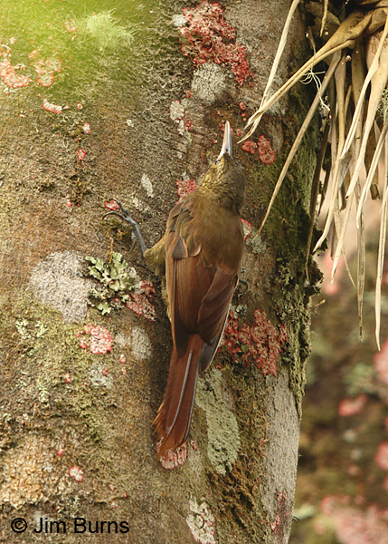 Spotted Woodcreeper