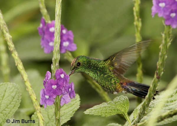 Steely-vented Hummingbird in Verbena