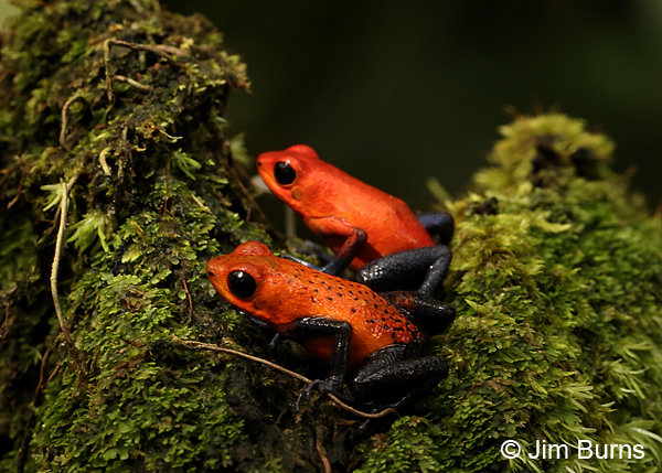 Strawberry Poison-arrow frog buddies