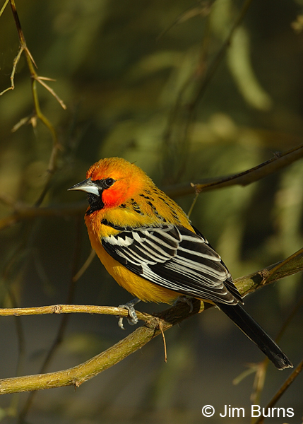 Streak-backed Oriole dorsal view