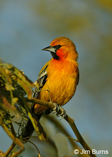Streak-backed Oriole