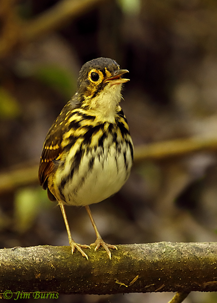 Streak-chested Antpitta calling #2--5034