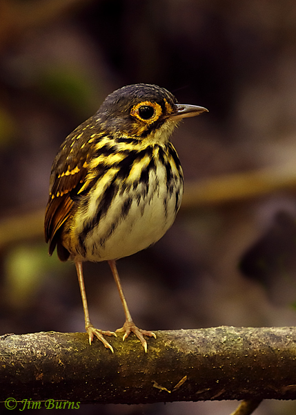 Streak-chested Antpitta calling 3--5013