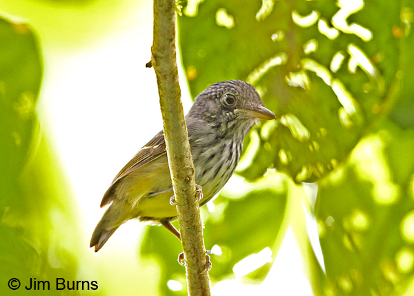 Streak-crowned Antvireo male
