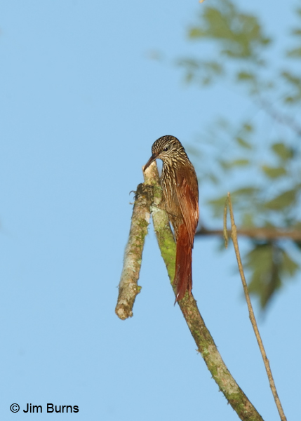 Streak-headed Woodcreeper