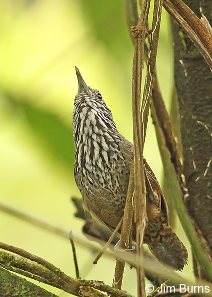 Stripe-breasted Wren dorsal view