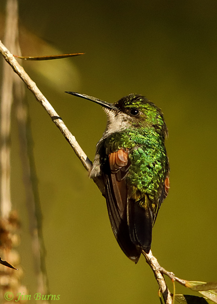 Stripe-tailed Hummingbird female--5828