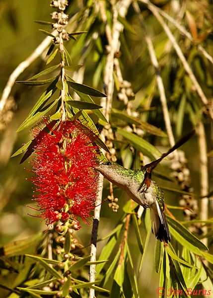 Stripe-tailed Hummingbird female on Fairy Duster--5838