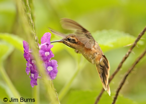 Stripe-throated Hermit at Verbena
