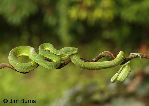 Striped Pit Viper