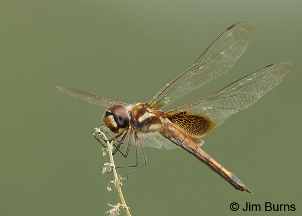 Striped Saddlebags female, Cano Negro, CR, August 2014