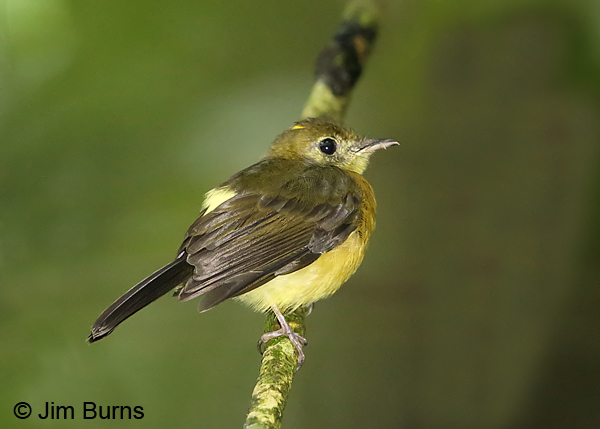 Sulphur-rumped Flycatcher