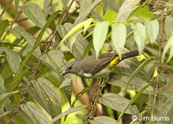Sulphur-rumped Tanager