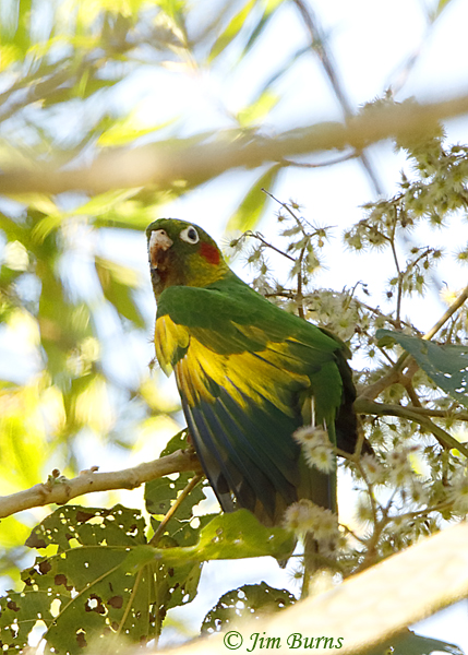 Sulphur-winged Parakeet wing stretch--5609