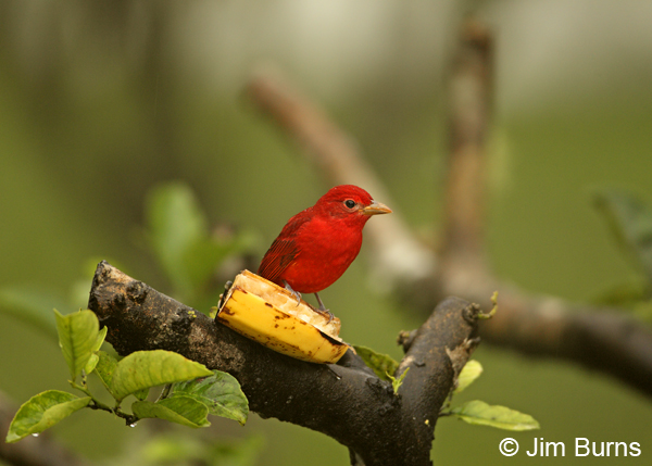Summer Tanager male at banana