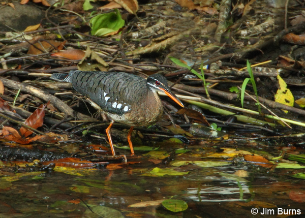 Sunbittern hunting
