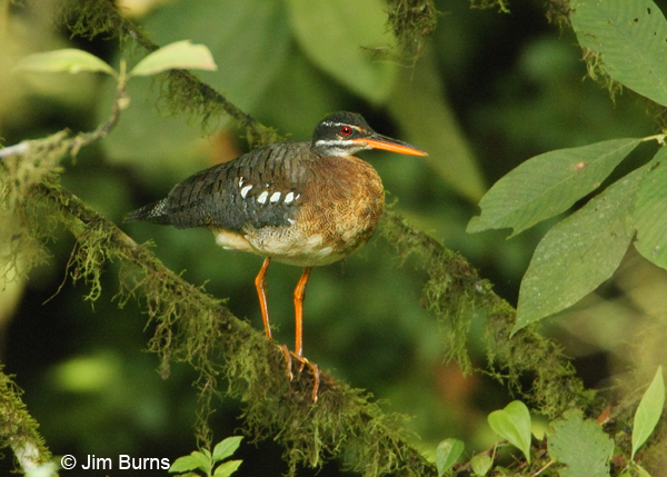Sunbittern in fern