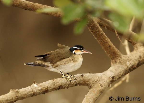 Sungrebe on branch