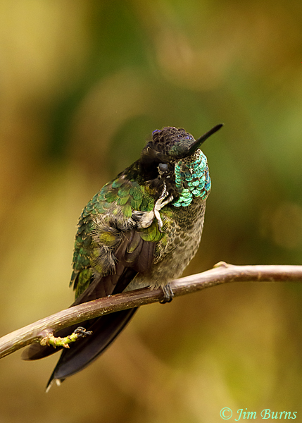 Talamanca Hummingbird male preening with nictitating membrane over eye--6263