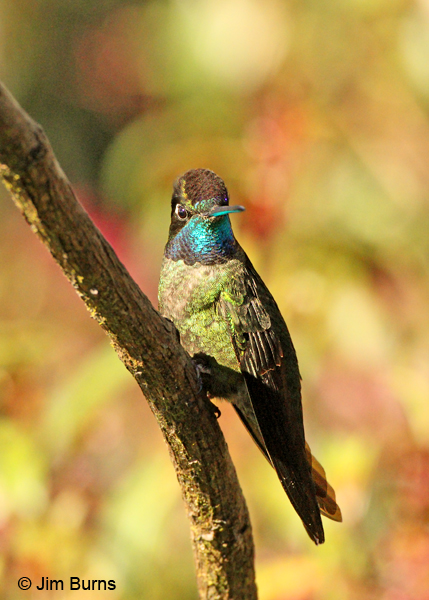 Talamanca Hummingbird male