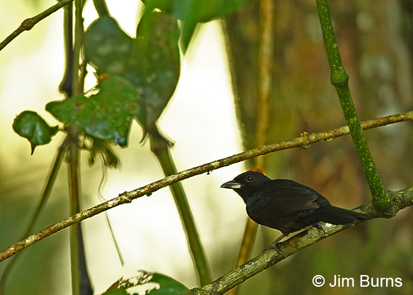 Tawny-crested Tanager male