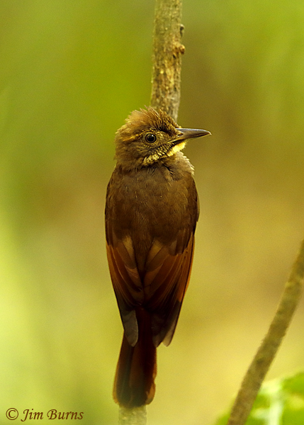 Tawny-winged Woodcreeper dorsal view--5424