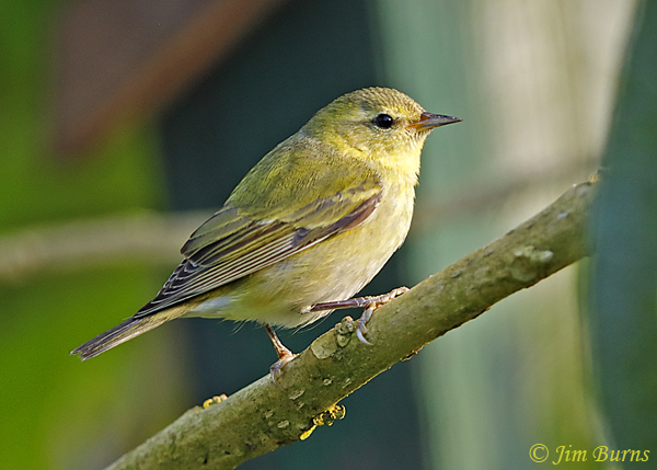 Tennessee Warbler, winter--5764