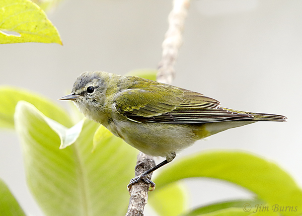 Tennessee Warbler--5794