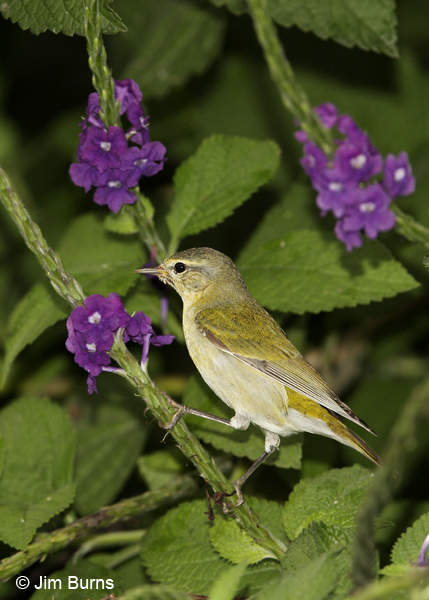 Tennessee Warbler at Verbena