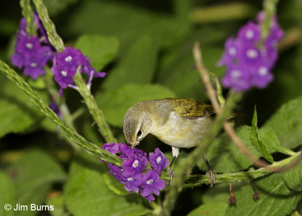 Tennessee Warbler feeding in Verbena