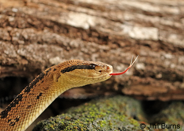 The Bushmaster's tongue