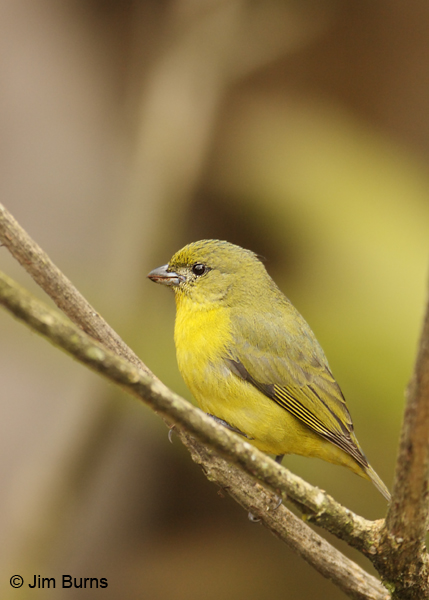 Thick-billed Euphonia female